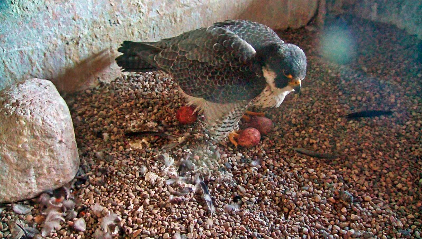 Briess Falcon with 3 eggs
